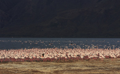 Flock Flamingo birds Kenya, East Africa