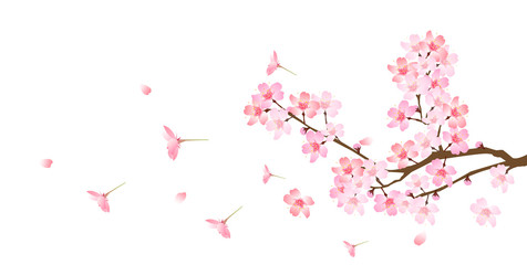 Fototapeta premium 桜 花