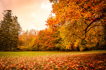 Autumn leaves under a tree in the park
