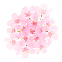 桜　春　花　アイコン