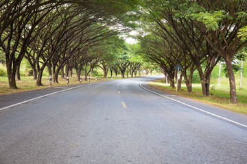 Roads with tree tunnel