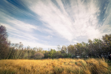 Nature from Denmark with birch trees