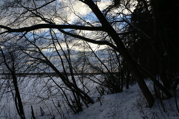 Темные деревья на опушке леса на фоне заснеженного поля зимним вечером