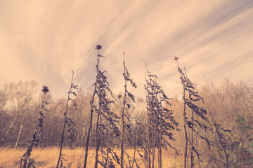 Thistles in autumn nature