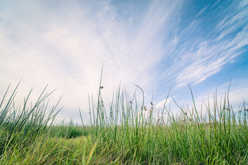 Fototapeta premium Green grass and blue sky