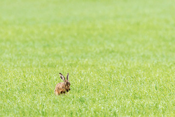 Hare washing himself with his paws