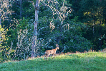 Roe Deer Buck walking on the meadow by the woods