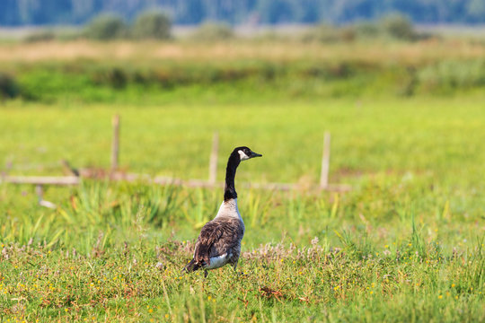 Canada goose walking in the grass on a summer meadow