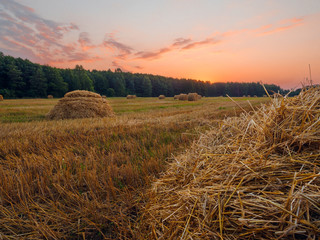 Fototapeta na wymiar Early Morning In A Harvested Field - Summer Landscape