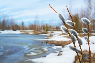 Fototapeten Willow gegen eine Frühlingslandschaft © Leonid Ikan