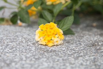 Lantana camara flower in the garden.