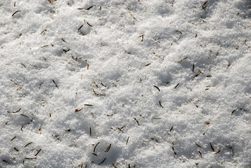 Fresh snow surface with fir needles