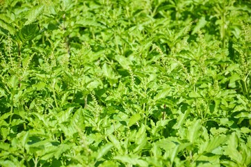 sweet basil tree in vegetable garden