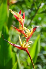 beautiful red and yellow color of Heliconia flower in garden