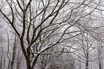 Fototapeta na wymiar winter snowy beech forest scene