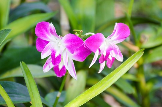 beautiful Purple orchid flower in nature garden