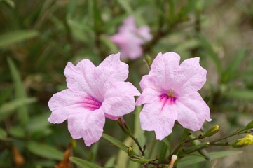 pink ruellias flower in garden - Ruellia tuberosa Linn.