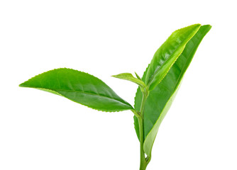 Tea leaves isolated on the white background