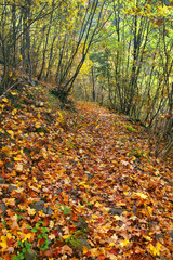Forest tree path with leaves