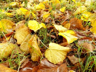 Fallen yellow leaves in autumn