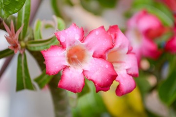 pink Adenium obesum flower in garden
