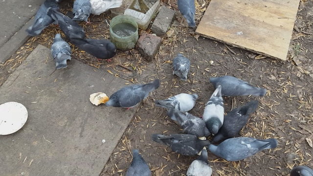 Pov. Gray pigeons looking food.