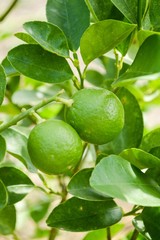  fresh lime tree in vegetable garden