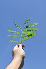 green leaves on man hand