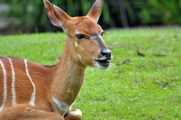 Nyala