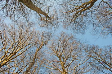 Snowy forest in sunlight in winter
