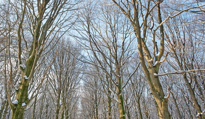 Snowy forest in sunlight in winter
