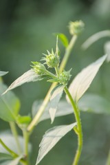 close up green bud sunchoke flower in garden , Helianthus tuberosus