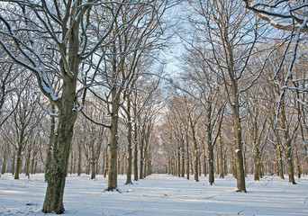 Snowy forest in sunlight in winter
