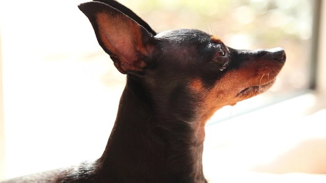 Hund beobachtet Frauchen beim Essen