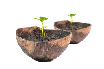 Green sprout growing from ground in coconut shell.
