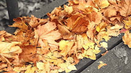 Yellow, orange and red autumn leaves in beautiful fall park.