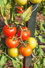 Tomates rouges et vertes en plant