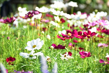 many color of cosmos flowers