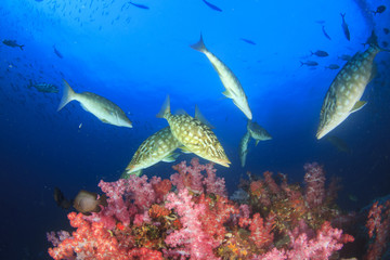 Fototapeta premium Fish coral reef sea ocean underwater