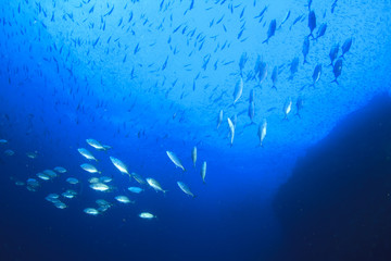 Fish coral reef sea ocean underwater