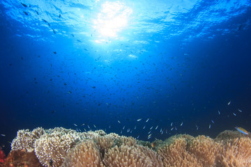 Fish coral reef sea ocean underwater