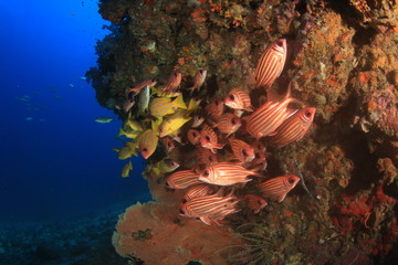 Fish coral reef sea ocean underwater