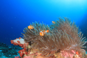 Clownfish anemonefish nemo fish anemone coral reef 