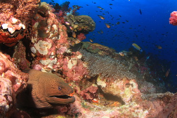 Fish coral reef sea ocean underwater