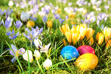 Ostern - bunte Ostereier in Wiese mit Krokussen