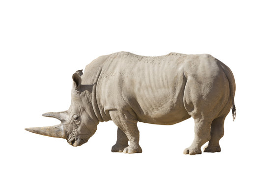 White rhinoceros on a white background isolation