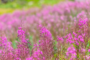 Fluffy pink fireweed flowers