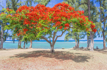 Fototapeta na wymiar flamboyant rouge sur plage, île de la Réunion