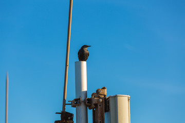 Black bird on the roof