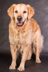 Golden Retriever im Studio